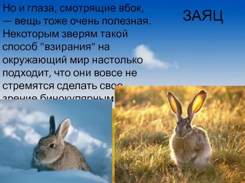 Животные поля 2 класс окружающий мир. Заяц окружающий мир. Рассказ о животном поля. Доклад про зайца. Презентация на тему заяц.