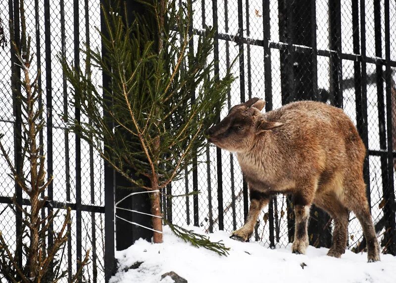 Елки обитателям московского зоопарка. Зоопарк елки. Животные на пихте. Новости из зоопарков. Зоопарк ярославль животные.