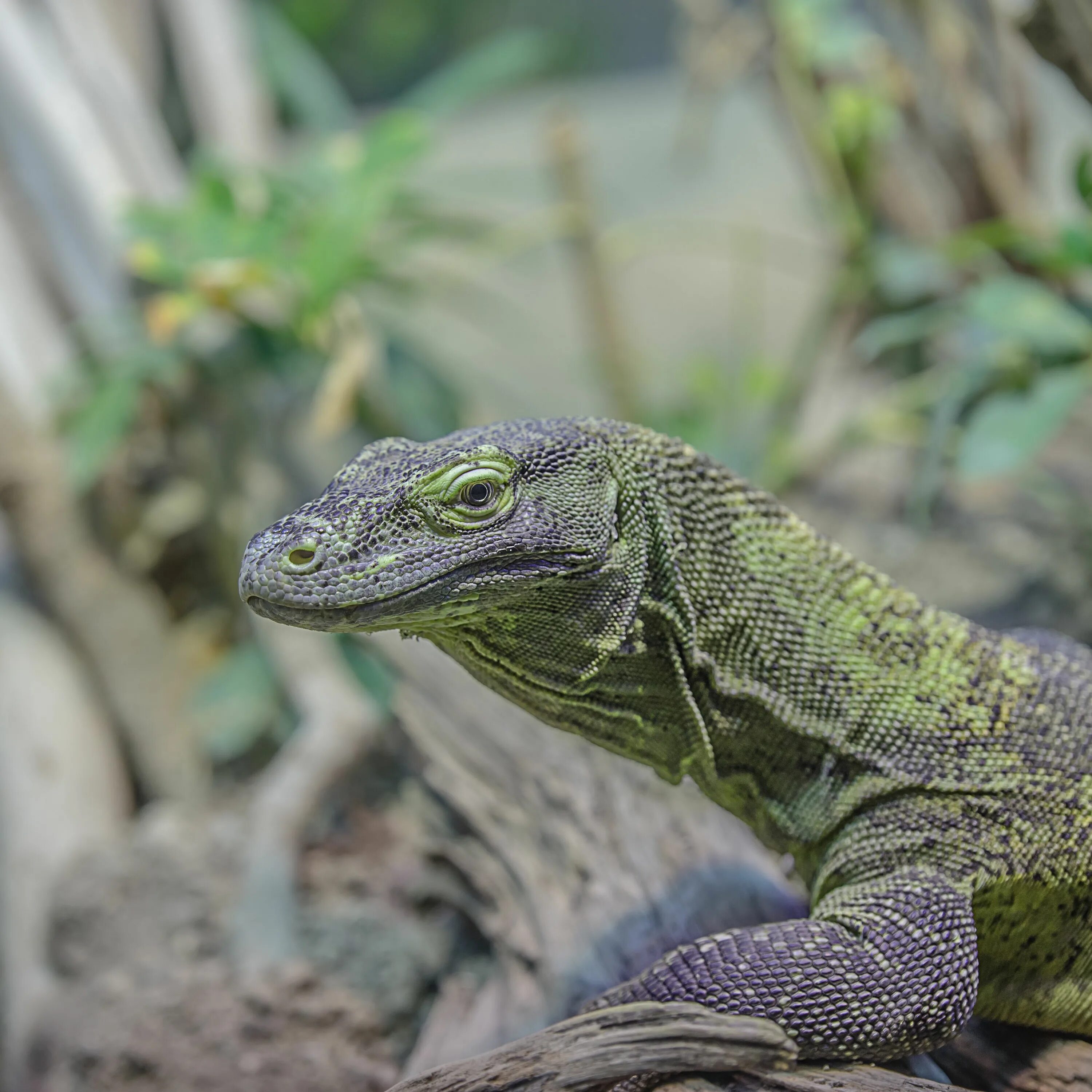 Агама круглоголовка. Ящерица белокуриха. Скальная ящерица линдхольма. Гекон. Зеленая прыткая ящерица.