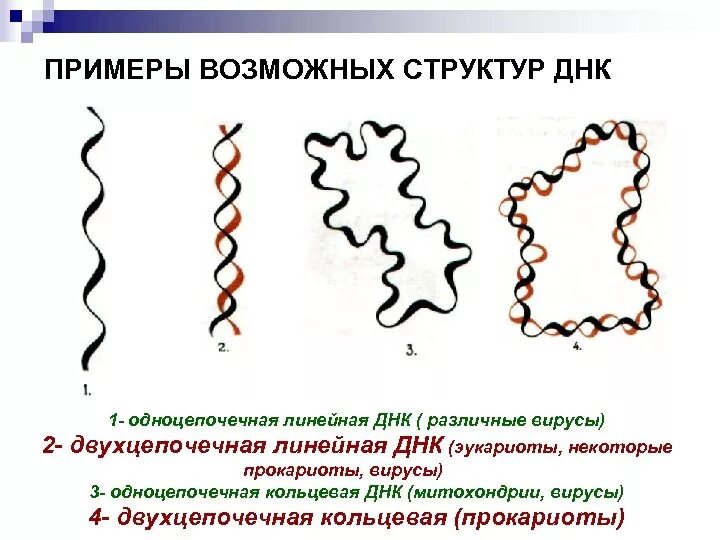 Линейное строение ДНК. Структура ДНК прокариот. Строение кольцевой молекулы ДНК. Структура двухцепочечной молекулы ДНК.