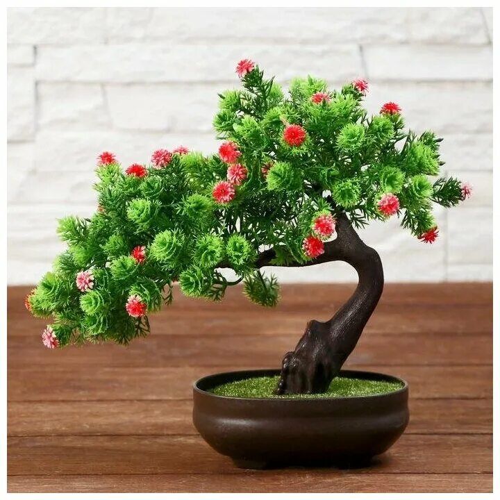 Мини дерево отзывы. Бонсай цветок комнатный. Карликовое дерево в горшке. Мини дерево отзывы. Бонсай.