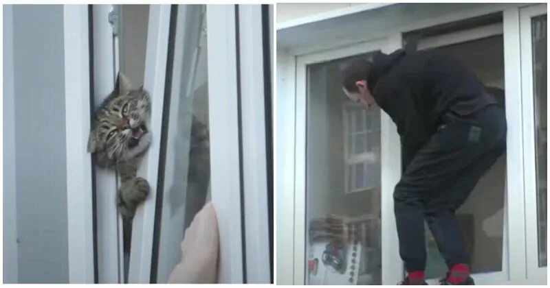 Кот застрял в окне. Коты застревают в окнах. Кошка застряла в окне. Кот застрял в пластиковом окне.