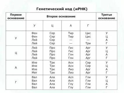 Таблица аминокислот биология