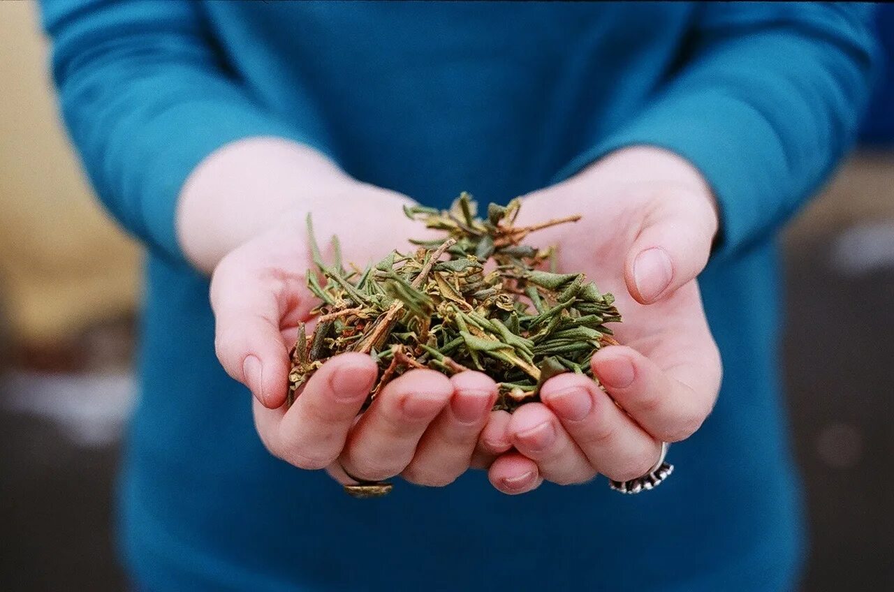 Травяной сбор "печень". Сбор по другому. Травяной сбор желудочный. Сбор вещей. Сбор по другому.