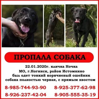 Собака ногинск