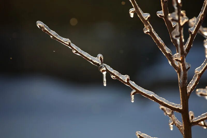лед на ветках деревьев. деревья во льду. обледенелые ветки деревьев. ледяные ветки. ледяная ветка.