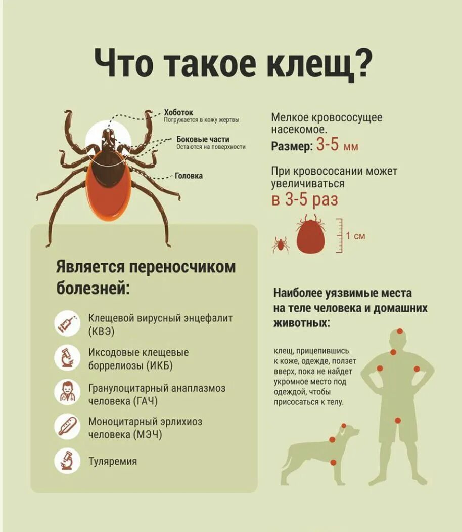 Можно ли заразиться от собак клещами