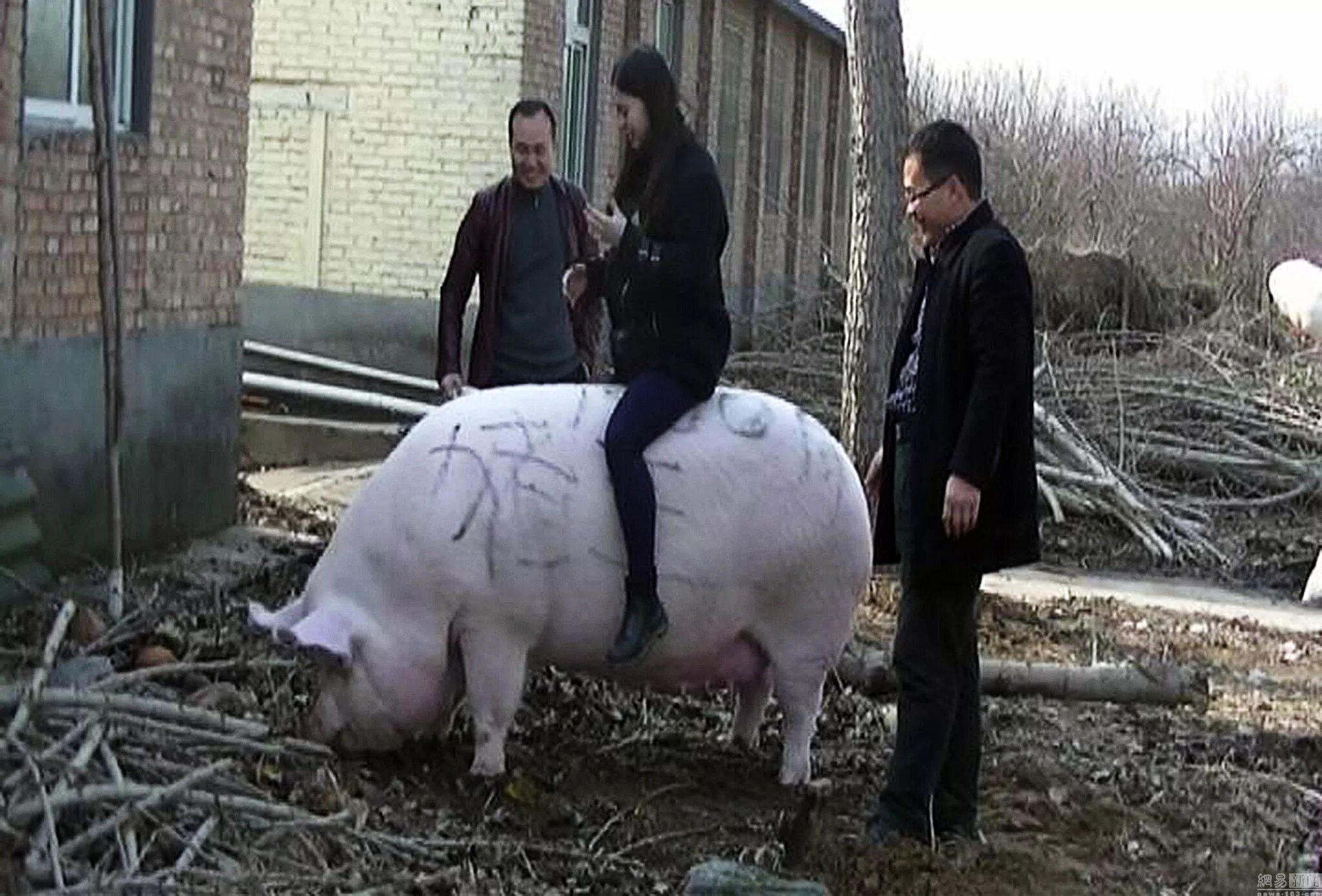 Big pig. Огромная свинья.