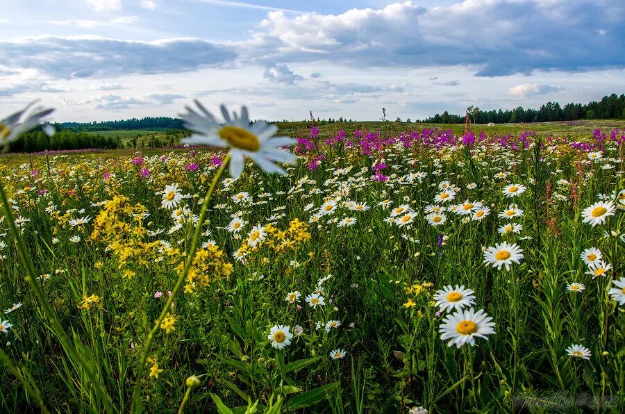 раздолье цветы. цветущее поле. маковые поля астрахань. цветущий луг. красивый луг с цветами.