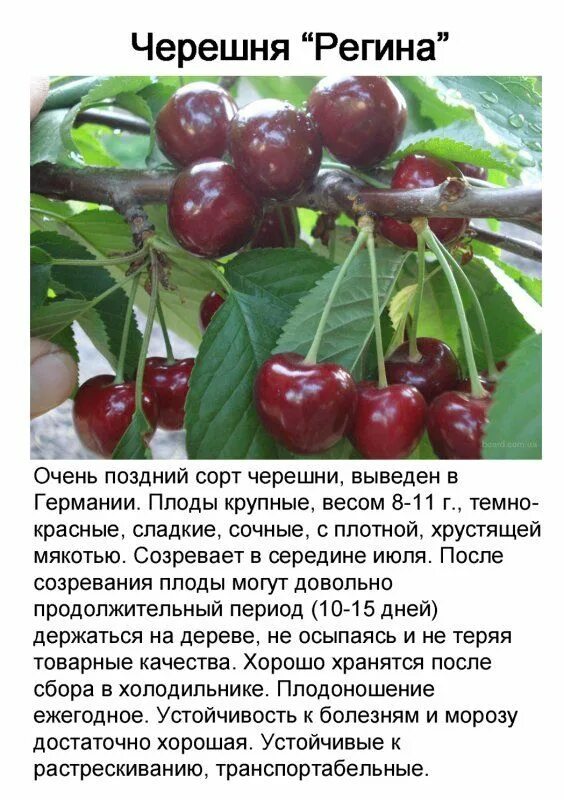 Черешня ревна описание сорта фото отзывы морозостойкость фото и видео - avRussia