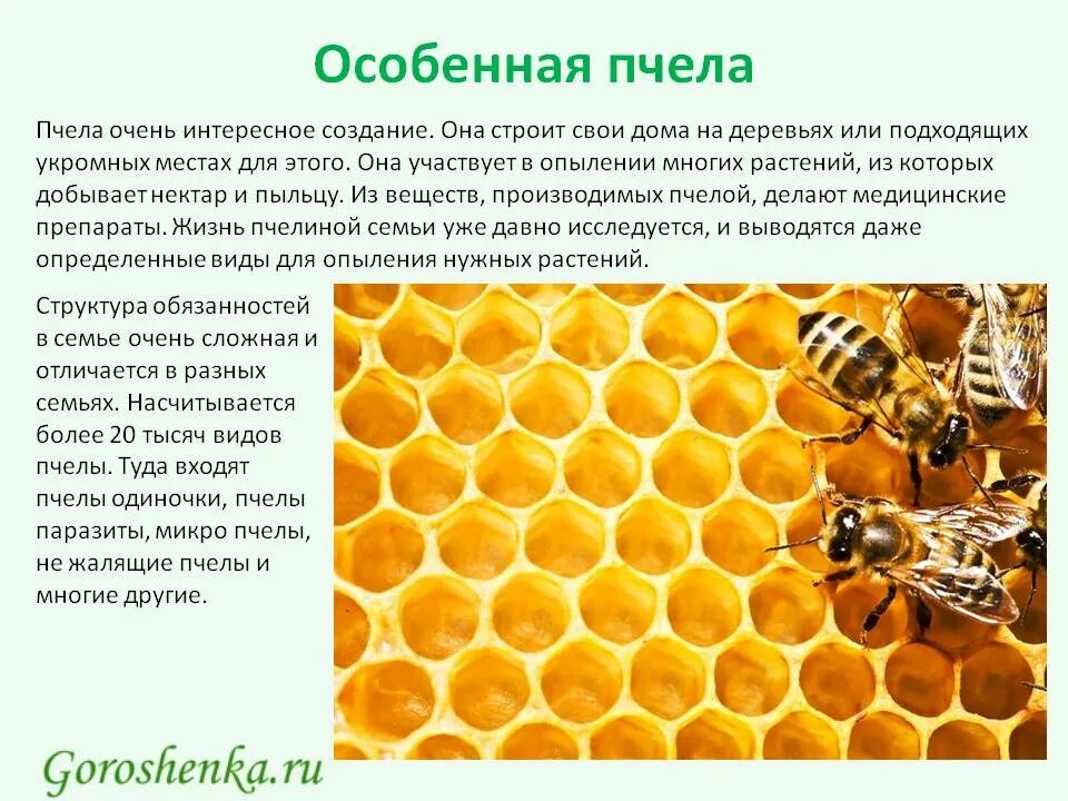 Информация о пчелах 2 класс окружающий. Факты о пчелах. Интересные факты о пчелах. Факты о пчеловодстве. Интересное о пчелах для детей.