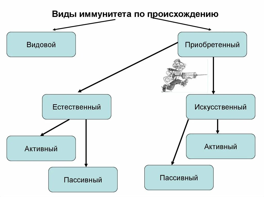 Типы иммунитета. Виды иммунитета схема. Виды иммунитета по происхождению. Иммунитет виды иммунитета.