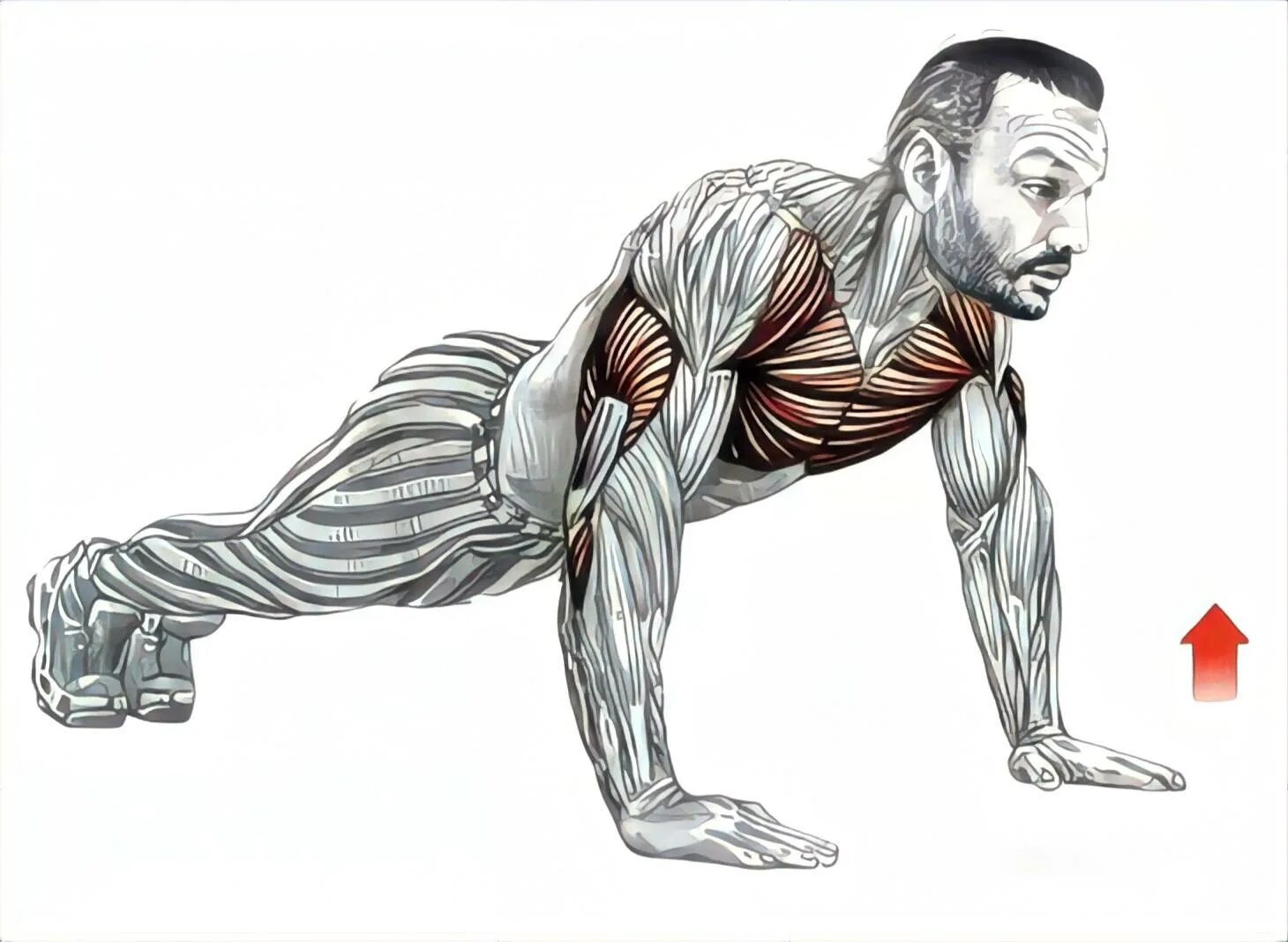 Накаченные отжиманиями. Упражнения на грудные мышцы отжиманиями. Отжимания на дельтовидные мышцы. Отжимания на грудные мышцы и бицепс. Упражнения на бицепс отжимания.