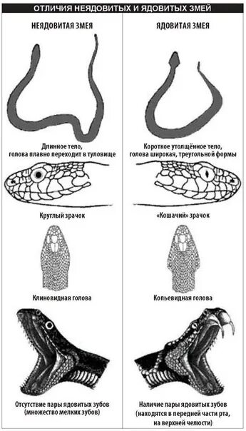 Отличить змею. Форма головы ядовитой и неядовитой змеи. Отличия ядовитых и неядовитых змей. Зубы ядовитых змей и неядовитых. Отличие ядовитой змеи от неядовитой.