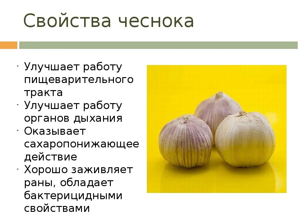 Чеснок для организма мужчины. Чеснок презентация. Сообщение о чесноке. Строение чеснока. Чеснок презентация для детей.