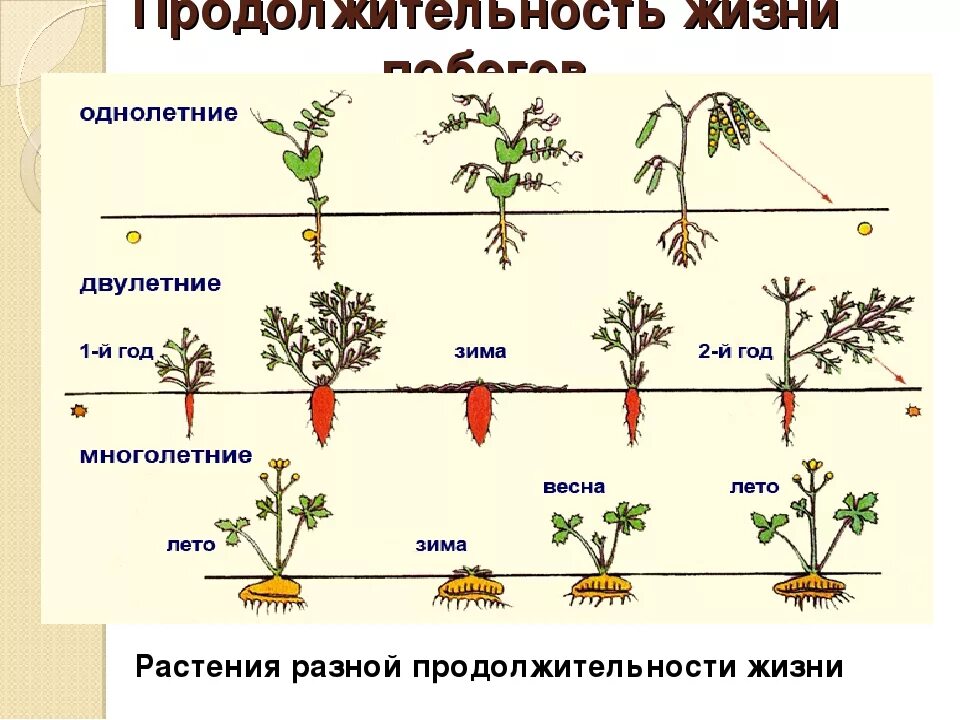 Многолетних травянистых растений признаки