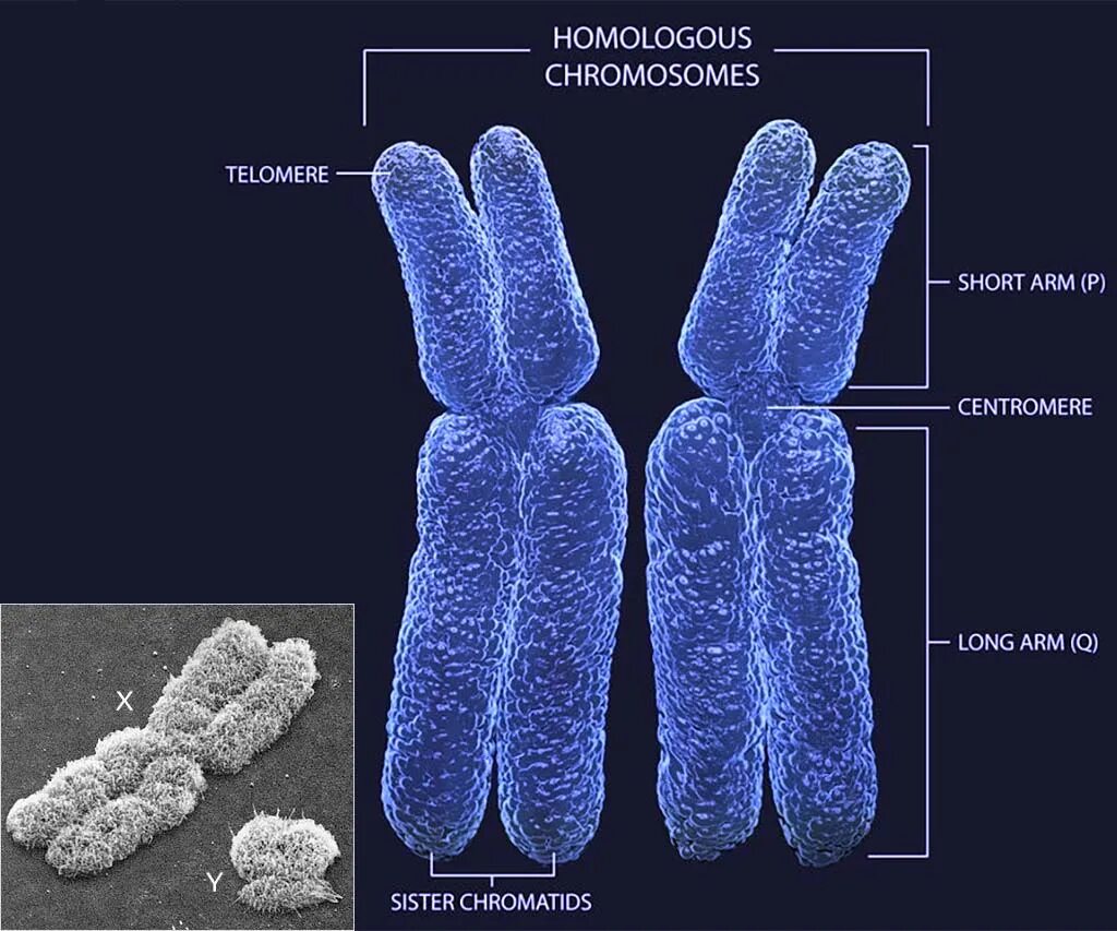 Вторая х хромосома