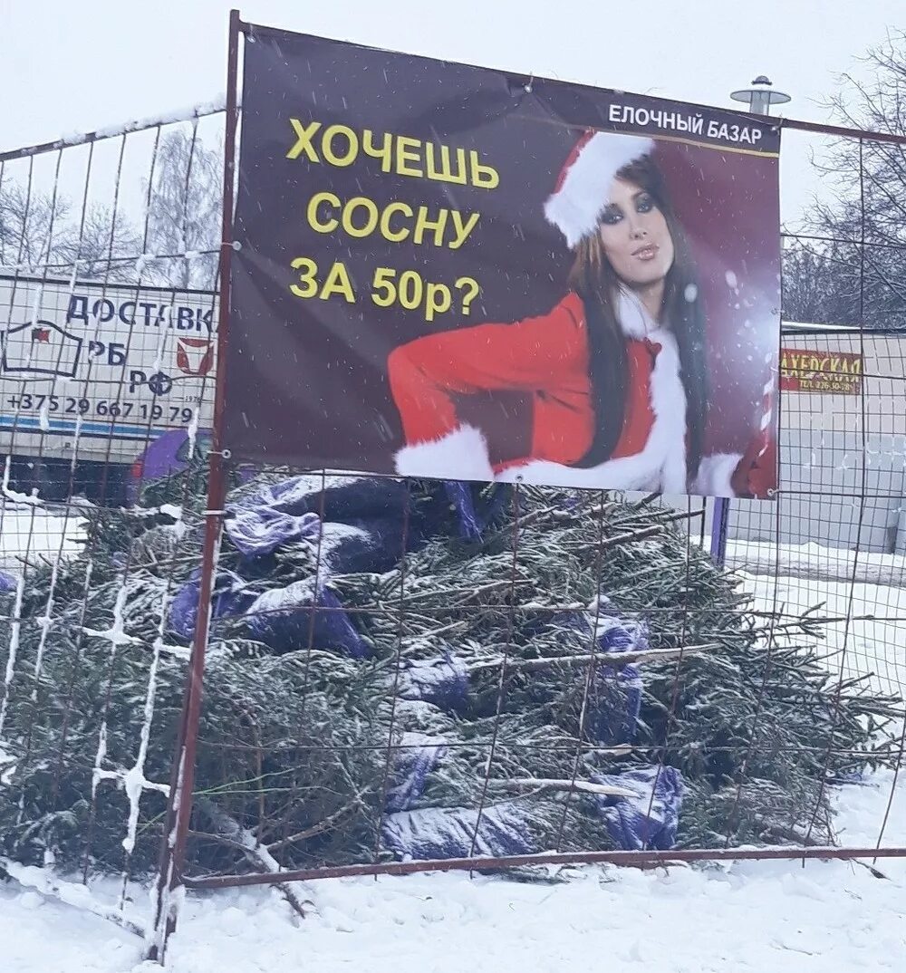 сосну за елку. хочешь сосну прикол. хочешь сосну. хочу без рекламы. здесь может быть ваша реклама баннер.