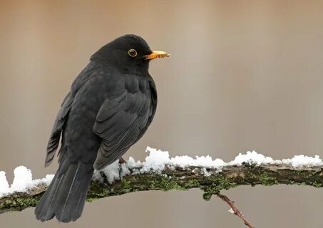Black bird