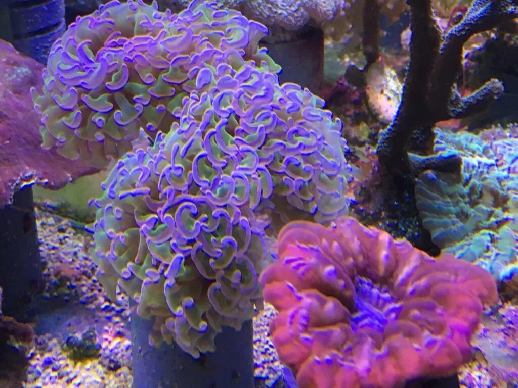 Coral 6. Плерогира пузырчатая. Плерогира коралл. Дискоактинии Lux. Clavularia viridis.