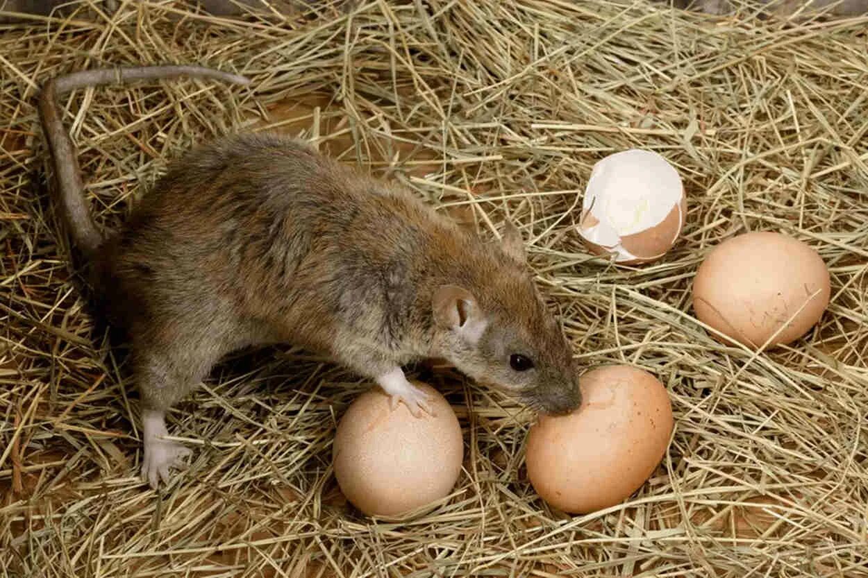 Можно крысам вареное яйцо. Крысы воруют куриные яйца.