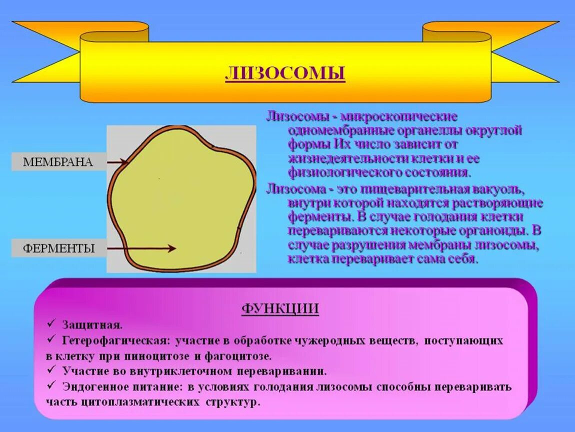 Лизосома упаковка веществ. Органоиды клетки лизосомы. Ферменты лизосом клетки. Лизосома функции органоида. Лизосомы строение.