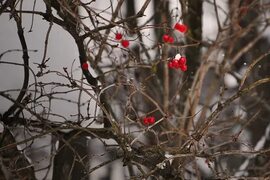 Download free photo of Tree,winter,branch,season,nature - from needpix.com