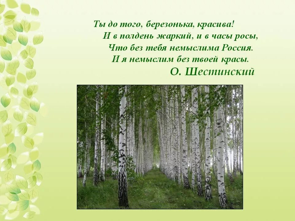 Березка содержание. Береза символ России. Береза символ. Неофициальные символы России береза. Береза символ Руси.