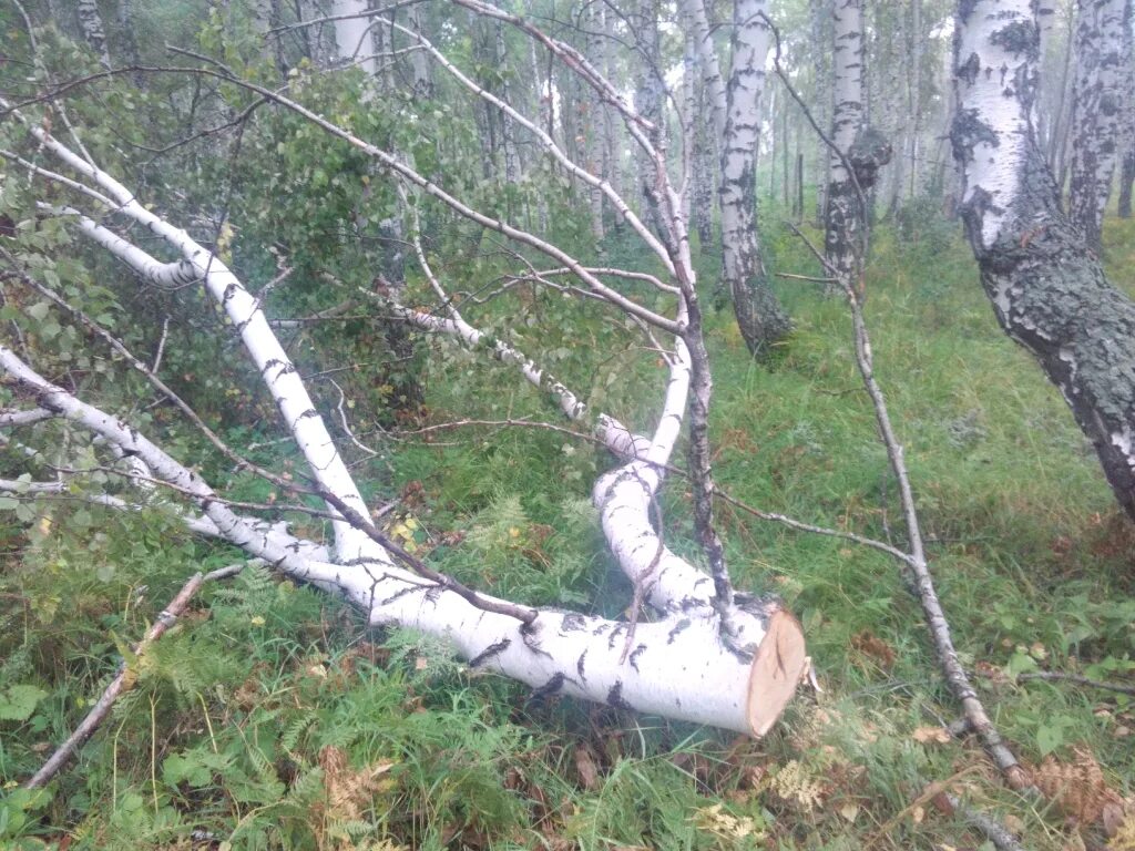 Спиленный лес берез. Незаконная вырубка берез. Береза в Оренбургской области. Береза лес заготовка. Срубили березу какой