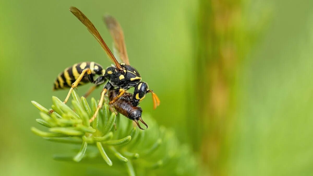 ти оса. одиночные осы. пчелы осы оводы. ти оса. шмель пчела оса шершень.