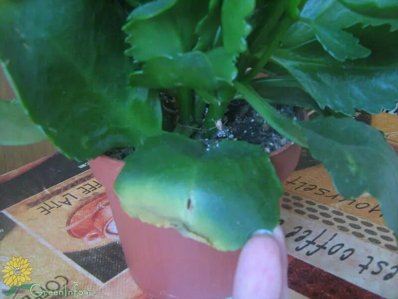 Каланхоэ осыпается. Каланхоэ осыпается. Стеблевая гниль каланхоэ. Листок каланхоэ блоссфельда. Кольцевая пятнистость каланхоэ.