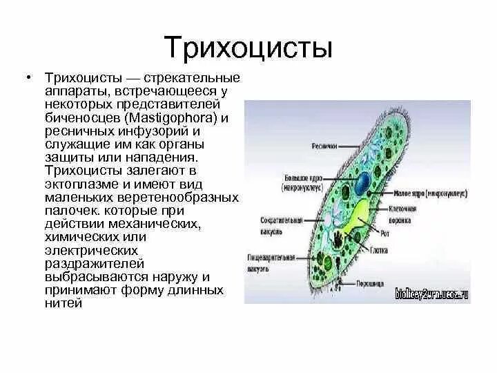 Инфузории туфельки в пробирке. Трихоциста это у инфузории. Трихоцисты инфузорий строение. Инфузории туфельки Трихоцисты необходимы для. Функция Трихоцисты в инфузории.