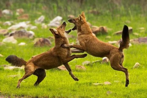 Red wolf 18