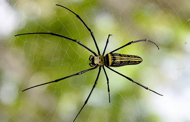 Золотистый паук (Nephila pilipes). Пауки Шри Ланка. Ядовитые пауки Шри Ланка. Шри Ланка насекомые. Насекомые шри ланки