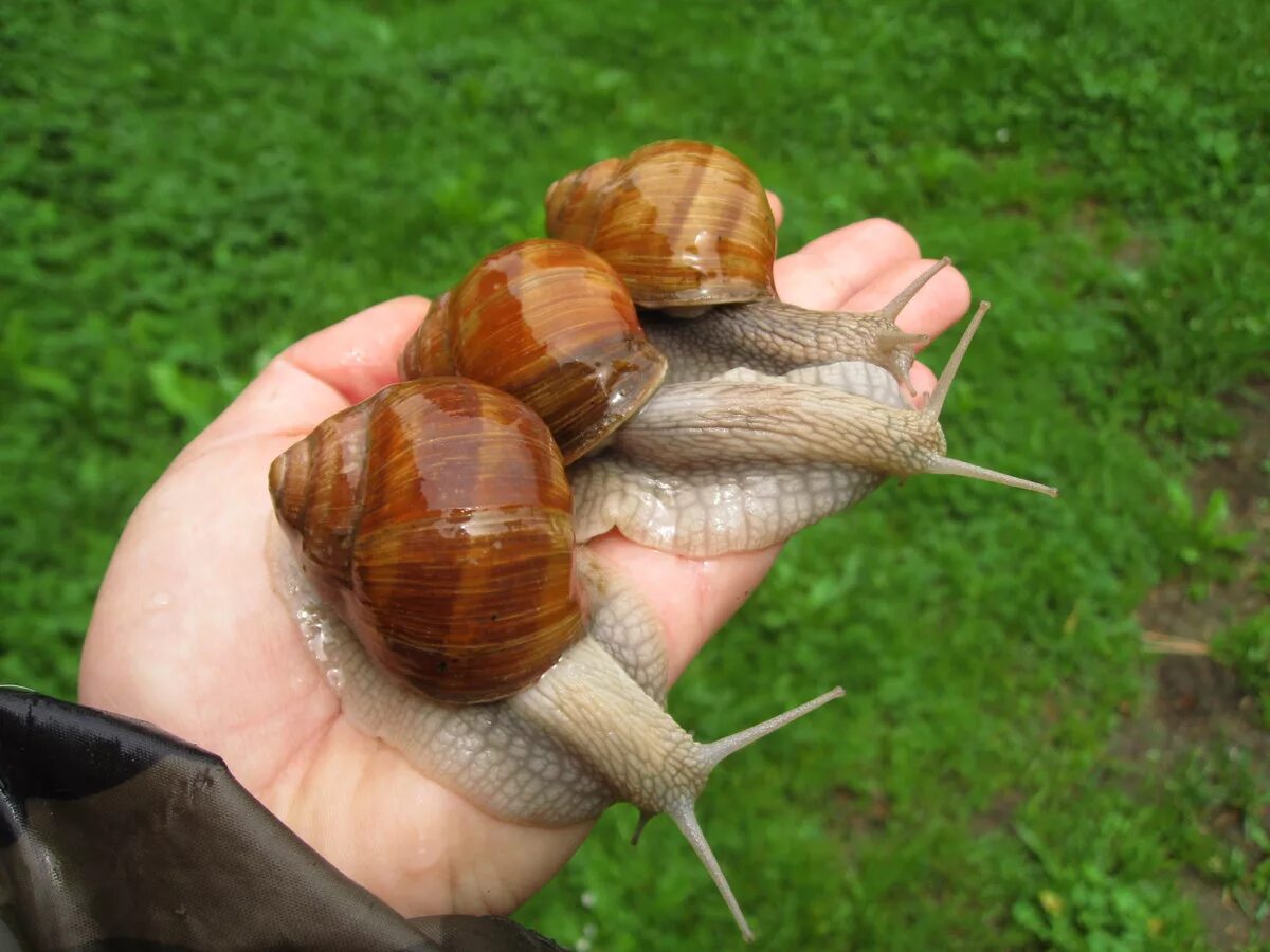 Купить улитку живую. Helix pomatia Виноградная улитка. Садовая, улитка (Helix pomatia).. Виноградная улитка ахатина. Виноградная улитка фильтратор.