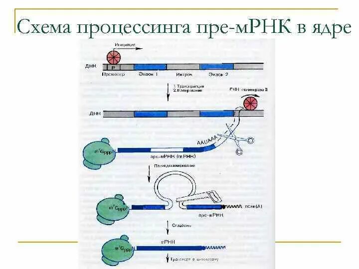 Схема процессинга РНК. Схема структуры Гена и процессинга и-РНК. Процессинг пре-МРНК У эукариот. Процессинг схема биология. Последовательность этапов процессинга