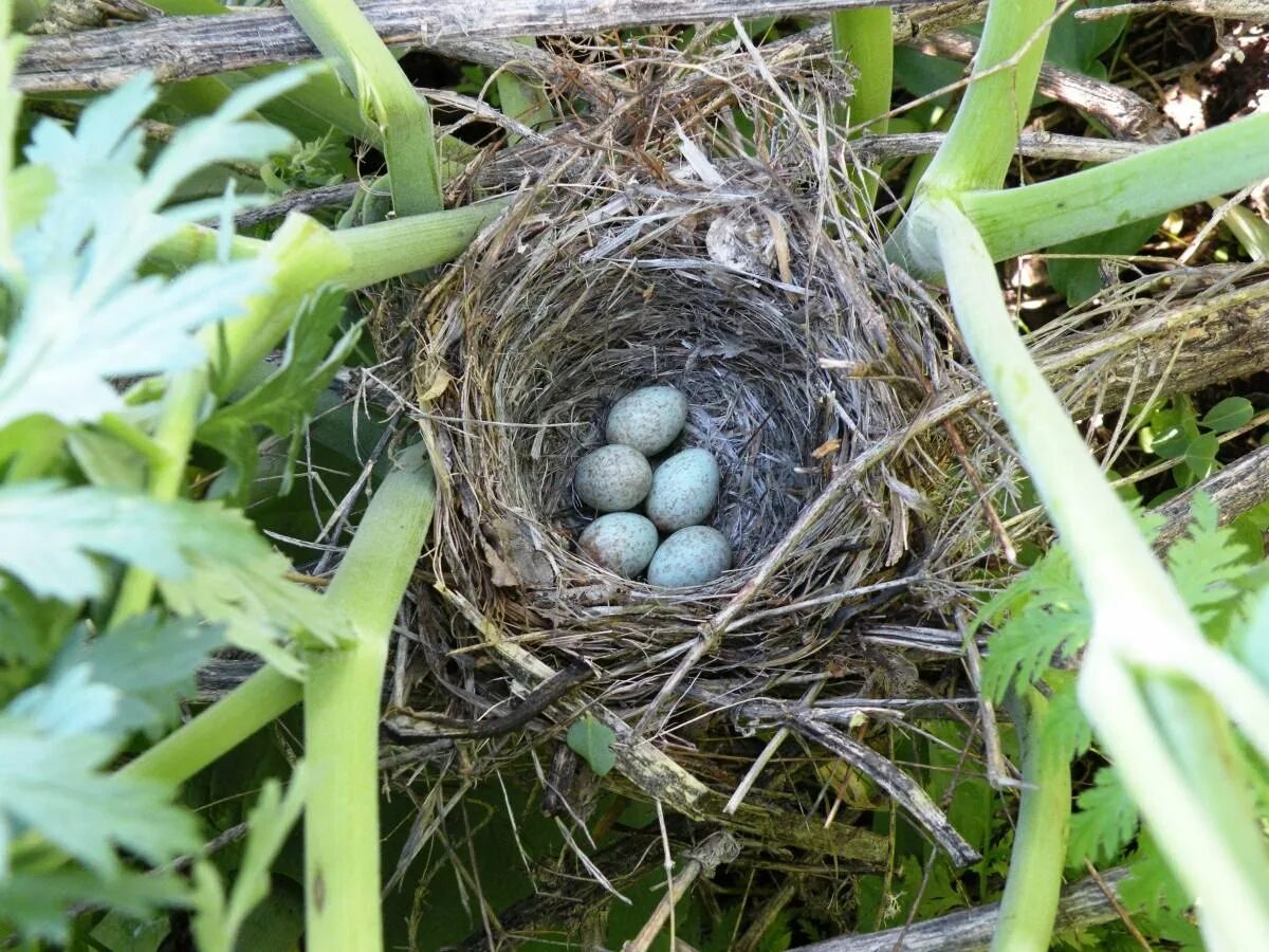 Какой гнезде в жизни. Соловей яйца и гнездо. Соловей обыкновенный гнездо. Соловей белошейка яйца. Гнездо зяблики соловьёв.