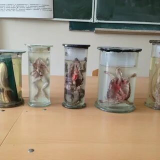 Кафедра биологии рниму