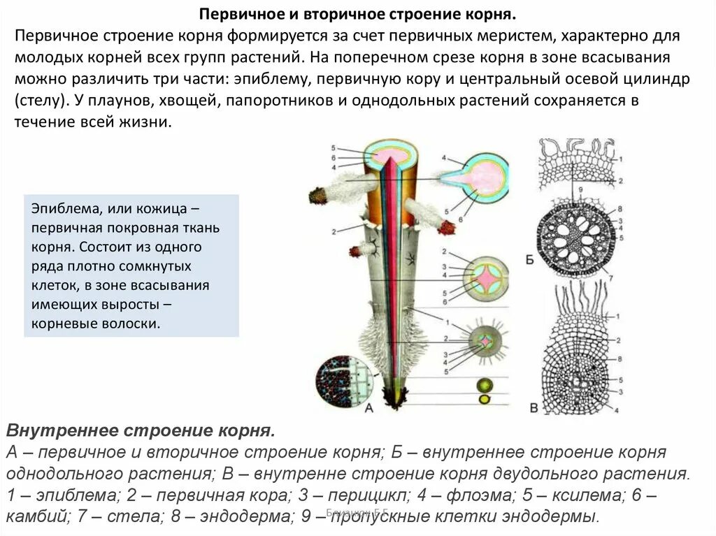 Центральный цилиндр корня. Строение корня. Первичное строение корня. Внутренне строение корня. Корень строение и функции.