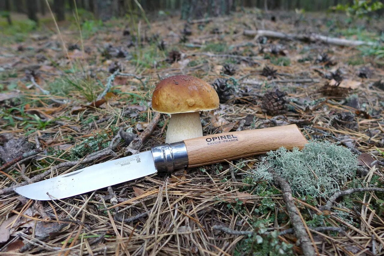 Гриб пила. Гриб с ножом. Косить грибы. Гриб с ножиком. Нож за грибами.