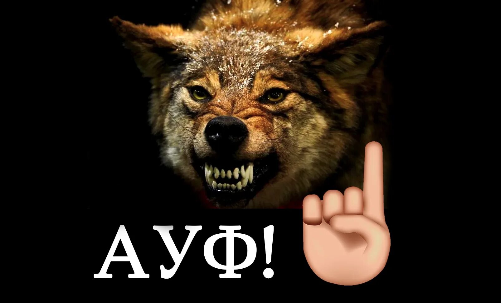 Цитаты волка. Песня ауфф волки. Песня ауфф волки. Волки делают ауф. Песня ауфф волки.