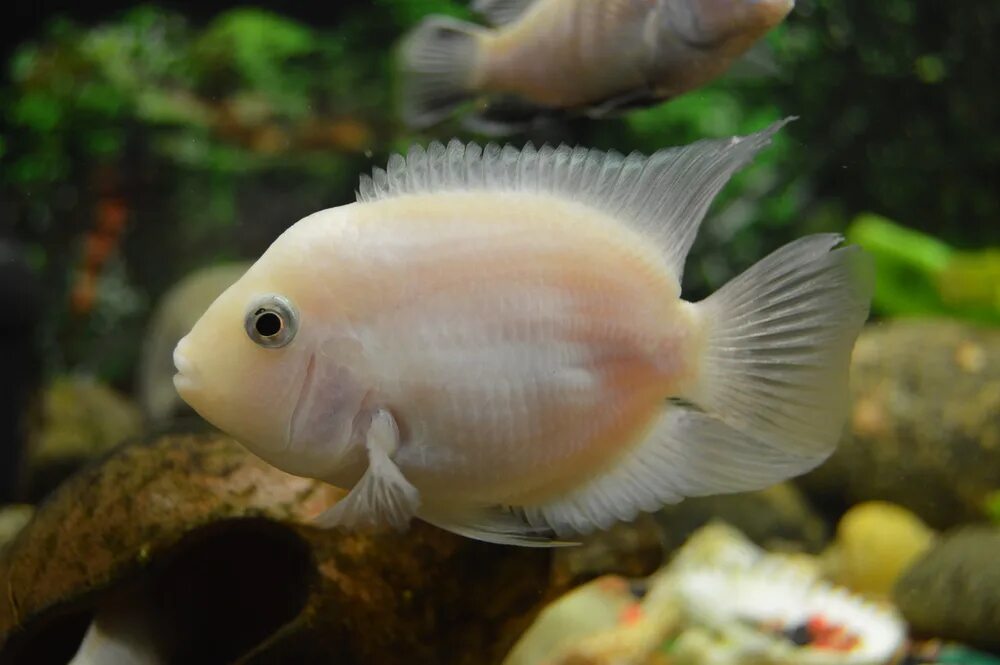 Совместимость малавийских цихлид с другими рыбами. Фламинго совместимость. Турция фламинго остров. Розовый фламинго рыбка аквариумная. Фламинго розовый ме5м.