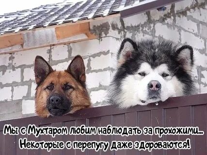 Ворота 2 собаки