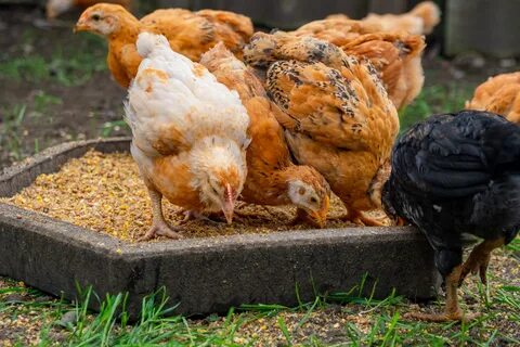 Bust common chicken feeding myths by learning the best nutrition tactics fo...
