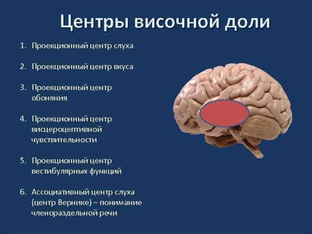 Лобный отдел функция. Функции височной доли головного мозга. Центры в височной доле коры головного мозга. Функциональные центры коры височной доли. Функции височной доли головного.