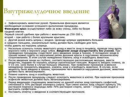 Интраназальное введение раствора