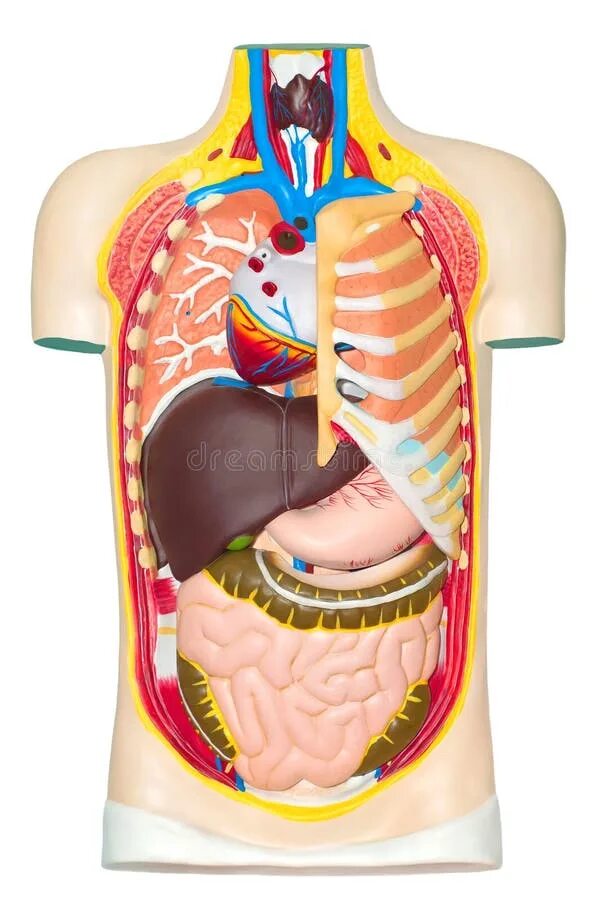 Макет строения внутренних органов человека. Макет внутренних органов человека. Внутренние органы в разрезе. Внутренности человека для детей.