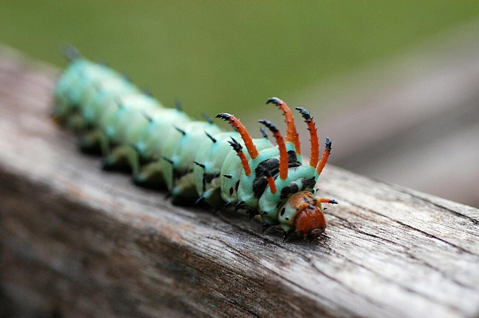 Как называется большая гусеница. Гусеница citheronia regalis. гусеница ласточкин хвост. рогатый дьявол гикори гусеница. гусеница пятнистый апателодес.