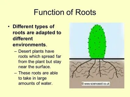 Rooted but not rooted