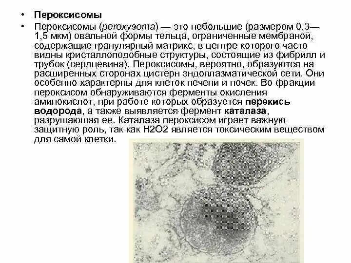 В клетках клетках содержатся овальные тельца